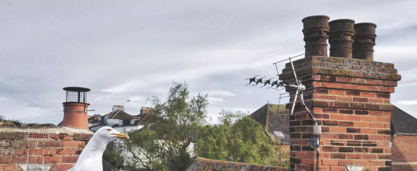 Chimney Cleaning And Restoration in Carol Stream, Illinois
